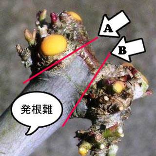 11月 植木モミジ 取り木 挿し木準備作業 市川三郎の プチ盆栽日記